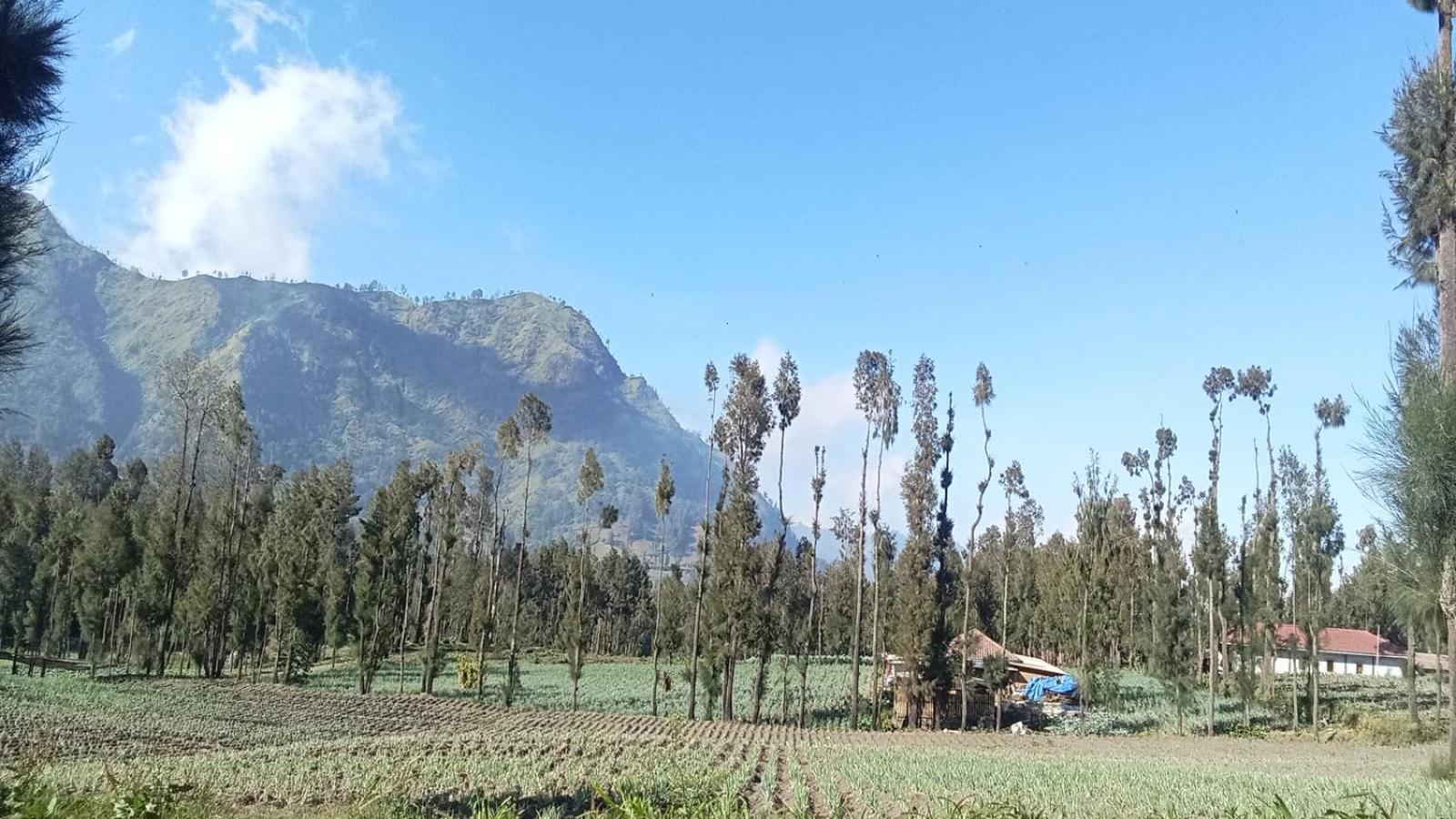 Tengger Indah Seruni Bromo Probolinggo Exterior foto